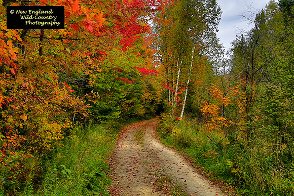 Autumn Stroll