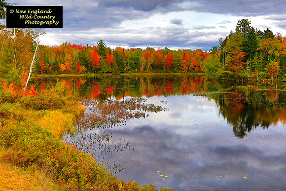 Autumn Meadow