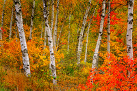 All Seasons Scenics
