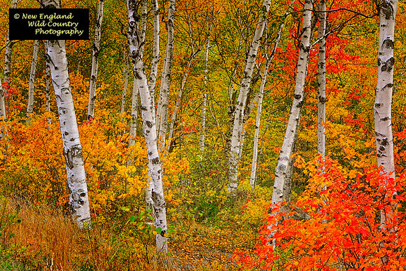 Autumn Birches