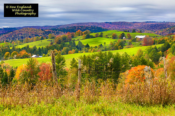Autumn In The Greens