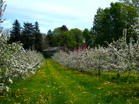 Spring