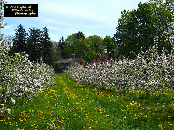 Apple Blossoms