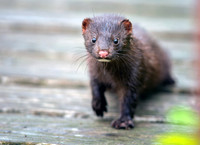 Curious Critter