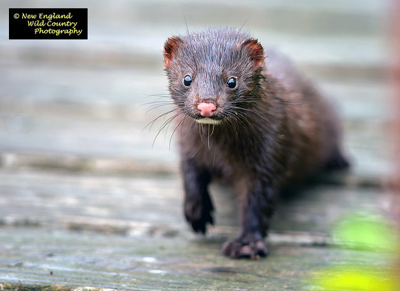 Curious Critter