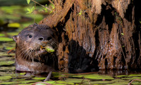 Otter Stogie