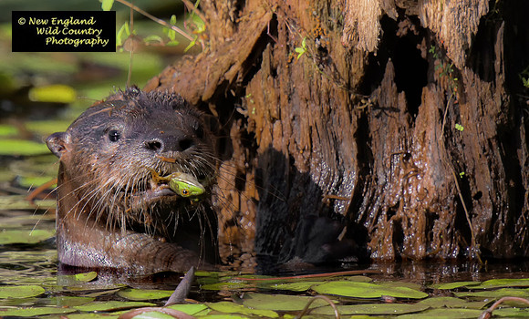 Otter Stogie