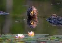 Muskrat Munch