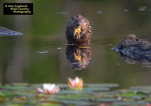 Muskrat Munch