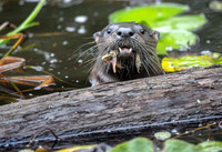Otter Grin