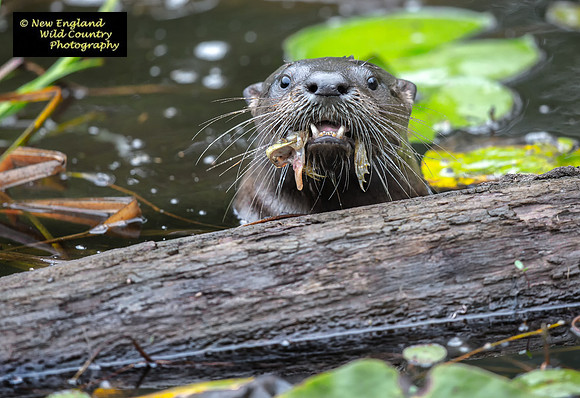 Otter Grin