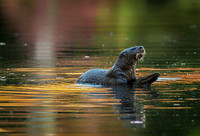 Autumn Reflection