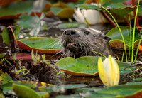 Pond Predator
