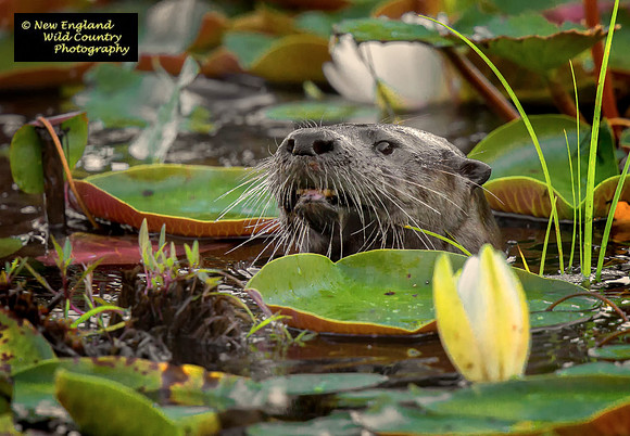 Pond Predator