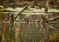 Otters Beavers & Furry Critters
