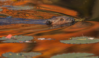 Fire Water