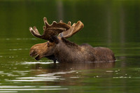 Swimming Bull 2