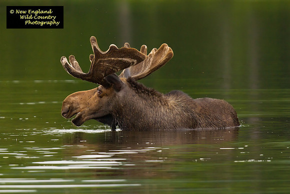 Swimming Bull 2