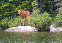 Calf Moose