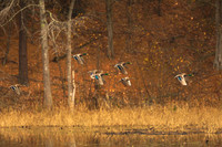 Autumn Wings