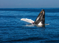 Humpback Periscope