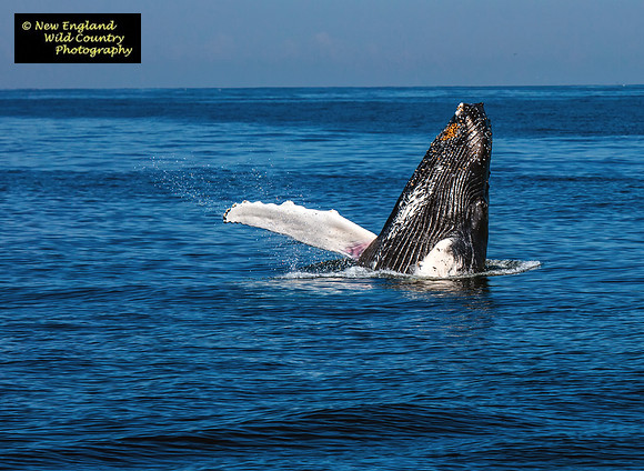 Humpback Periscope