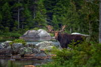 Peek A Bull
