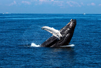 Humpback Breach