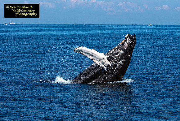 Humpback Breach