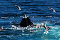Bubble Net Feeding