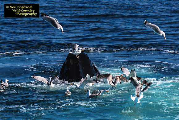 Bubble Net Feeding