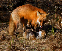 Nurturing Mom