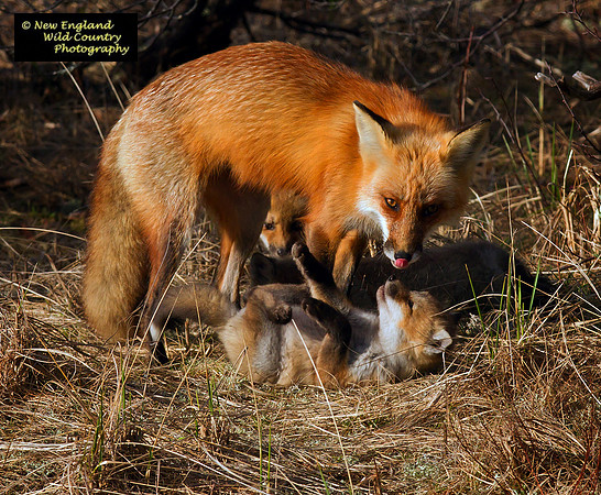 Nurturing Mom