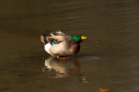 Feathery Fountain