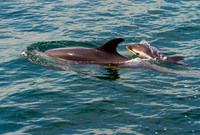 Swimm'n With Mom