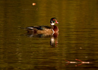 Ripple Wood