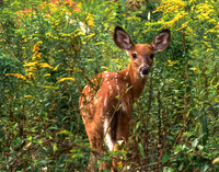 Fawn Memories