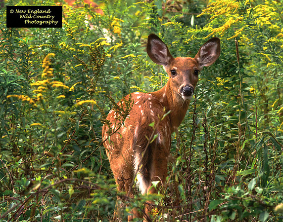Fawn Memories